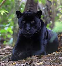 Image result for Panther Black 2002 Puma