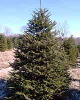 Canaan fir similar to fraser and balsam fir, but withstands wet and dry areas much better. Canaan Fir For Sale Treetime Ca