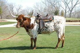 Pin On Hooves Horns