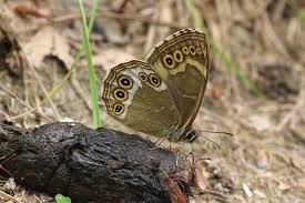 Image result for Lopinga achine