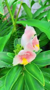 Image result for Costus lucanusianus