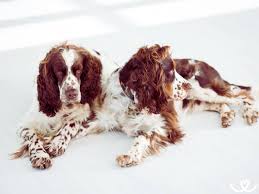 Image result for anglický špringršpaněl