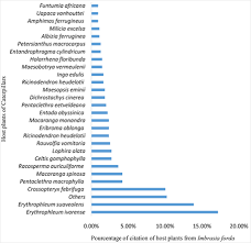 Image result for Maesobotrya floribunda