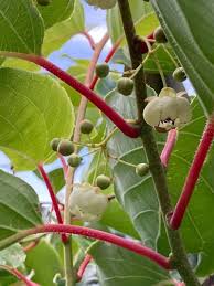 Image result for Actinidia
