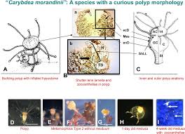 Image result for Polyspatha oligospatha