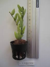 Image result for Englerina