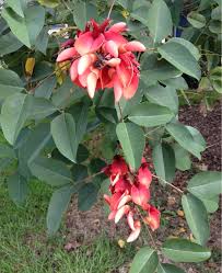 Plant identification large climbing bush with red berries 1 by. Garden Answers Plant Identification Plants Plant Identification How To Take Photos