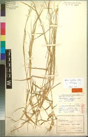 Image result for Scolopia stolzii