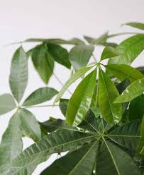 In case of severe cold weather, watering should be stopped for a while. Money Tree 101 How To Care For Money Trees Bloomscape