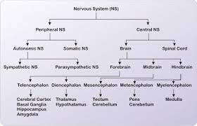 What Is The Nervous System Nervous System Nervous System Anatomy Nervous System Diagram