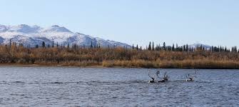 نتيجة بحث الصور عن ‪arctic caribou‬‏