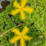 Image result for Nymphoides thunbergiana