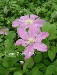 Pink flowers with cream or pale yellow anthers. Comtesse De Bouchaud Clematis Comtesse De Bouchaud Online Kaufen