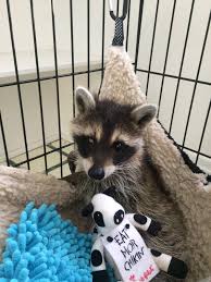 Next, you can fill an old plastic bottle with hot water and put it in the box with the raccoon. Opinion Happy Ending For One Baby Raccoon