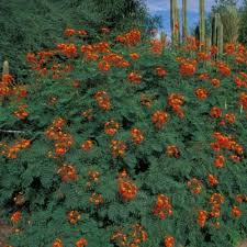 Image result for Caesalpinia rostrata
