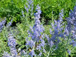Image result for Perovskia atriplicifolia lacey blue photo