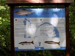 Zatim jež, vidra, slepi miševi i dr. Datoteka Biogradska Gora National Park The Oldest Protected Natural Resource In Montenegro 13 Jpg Wikipedija