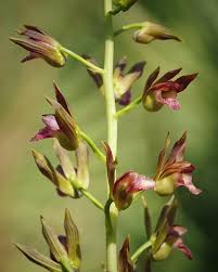 Image result for Eulophia alta