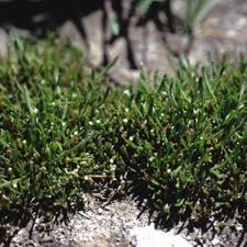 Image result for Limosella capensis