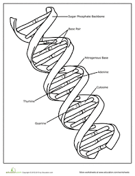 Dna Worksheet Education Com It contains the information of your body and brain. dna worksheet education com