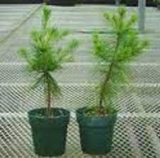 Live Tree 16 20 Inch Nursery White Pine Tree Etsy White Pine Tree Pine Seedlings Tree Seedlings