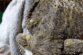 Yellow fungal infection is, as it suggests, a disease caused by a fungal infection. Best Antifungal For Bearded Dragons