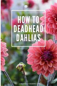 Watch Our Video For Easy Step By Step Tips On How To Deadhead Dahlias Growing Flowers Longfield Gardens Dahlia