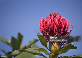 Image result for Telopea