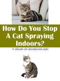 My job is to end the spraying and change the storyline. 18 Beyond Words Will Cat Stop Spraying Once Neutered Admirable