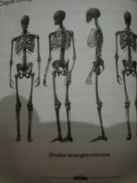 Manusia dijadikan tumbal untuk proyek pembangunan kuno pertama kalinya ditemukan di sebuah situs di korea selatan. Gambar Rangka Manusia Minimal 10 Macam Tulang Penyusun Dan Letak Serta Fungsi Tulang Tersebut Brainly Co Id