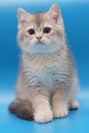 Blue Golden British Shorthair Bengal Cat Facts British Shorthair Cats Cats