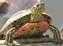 The painted turtle (chrysemys picta) is the most widespread native turtle of north america. Painted Turtle Chrysemys Picta Reptile Breed Hypoallergenic Health And Life Span Petmd