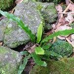 Image result for Elaphoglossum aubertii