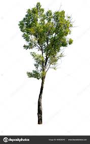 Image result for Dolichandrone alba