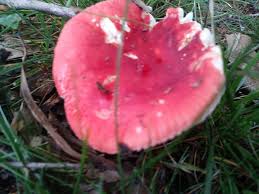 Image result for Russula vinacea