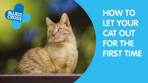 We list to cat tricks and commands that are easy to teach, and tell you how to teach your cat to do these tricks. Letting Your Cat Outside For The First Time Blue Cross