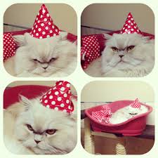 Party Cat Party Cat Yasmina Flickr