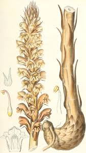 Image result for Orobanche