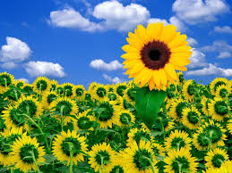 Free screensavers for desktop background. Sunflower Desktop Wallpapers Free Wallpaper Cave
