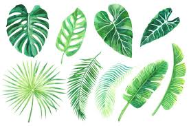 Watercolor tropical leaves border png. Tropical Leaves Png
