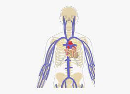 Spinal cord and meninges 12p image quiz. Unlabelled Image Of The Major Systemic Veins Of The Arteries And Veins Unlabeled Test Hd Png Download Kindpng