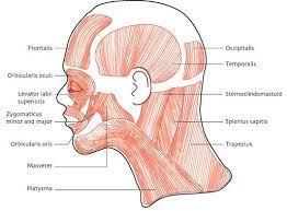 All worksheets only my followed users only my favourite worksheets only my own worksheets. Label The Muscles Of The Head