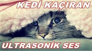 Hayvan Sesi Gercek Kedi Sesi Indir Mp3 Indir Dinle