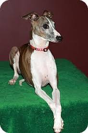 Maybe you would like to learn more about one of these? Towson Md Italian Greyhound Mix Meet Atticus A Dog For Adoption Kitten Adoption Cute Cats And Dogs Dog Adoption