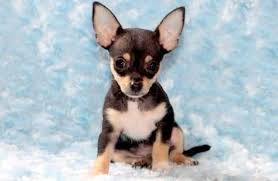 Three chihuahua puppies we have two beautiful chihuahua puppies,these puppies are current on their i have a variety of sizes and colors (including merles). Chihuahua Puppies For Adoption In Pa Petsidi