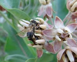When Milkweed Kills Awkward Botany Milkweed Milkweed Plant Swamp Milkweed