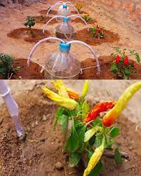 Plants and gardening - How to Water the Plants for a Month at No Cost 💧  Complete Guide in the First Comment 💬👀 | Facebook