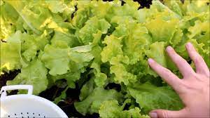 How To Harvest Leaf Lettuce Lettuce How To Harvest Lettuce Lettuce Recipes