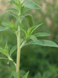 Image result for Scoparia