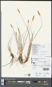 Image result for Rotala milne-redheadii